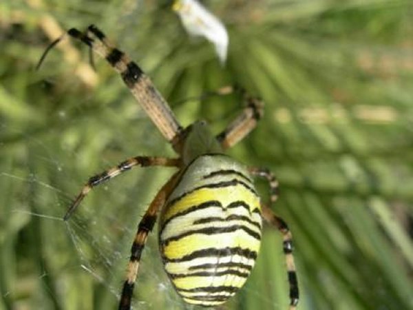 Argiope bruennichi